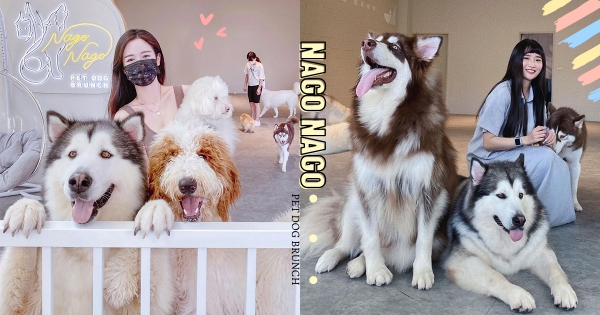 【台中】被滿滿的愛圍繞♡　台中新踩點「Nago Nago」寵物友善餐廳　走進門「8隻汪店長迎接」超幸福
