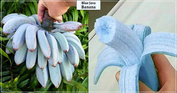 蕉界名牌包！　罕見高顏值「蒂芬尼藍香蕉」　咬一口「超香果肉」：口感像冰淇淋♡