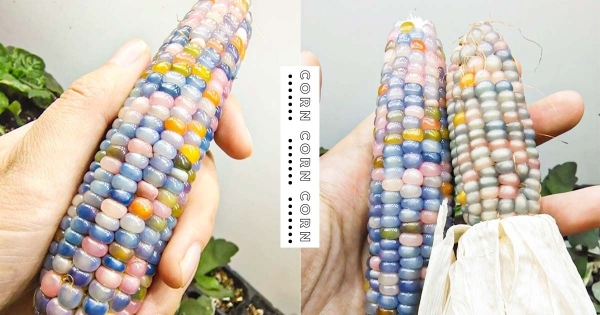 【海外】是仙女的食物？　超繽紛「彩色玉米」仙氣外顯　「剔透模樣＋多彩色澤」就像寶石般夢幻♡