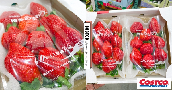 【全台】舌尖懷念日本！　好市多「博多甘王草莓」空運直送　「大顆飽滿多汁」貴婦級享受