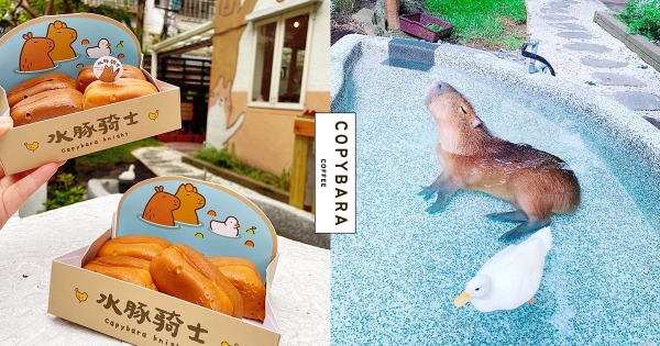 【新北】台北也有水豚啦！　全新咖啡廳「水豚騎士」療癒最高點　圓滾滾「水豚雞蛋糕」欠拍又欠吃！