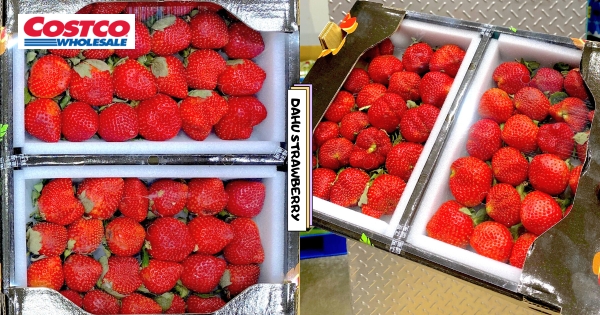 【全台】草莓控快囤貨！　好市多「苗栗大湖草莓」重磅回歸　飽滿香甜每一口都療癒❤️