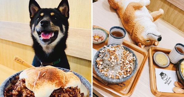 萌柴陪你吃冰～　「柴犬主題冰店」大份量草莓、芒果冰爽嗑