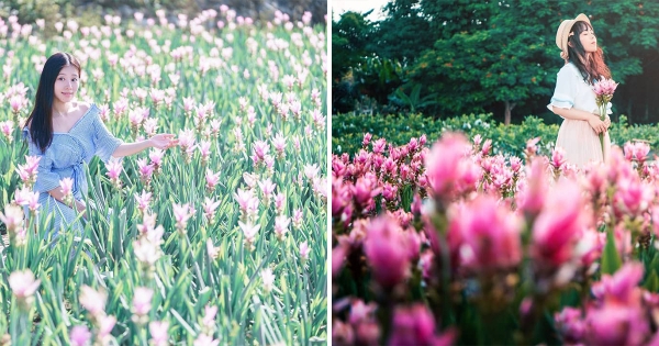 今夏必追粉嫩「薑荷花海」就在台灣！　3處美景來被「粉紅海浪」淹沒吧～