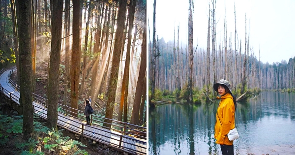 全台最美山景！　阿里山隱藏玩法「8大景點」逛失落鐵道、仙境森林