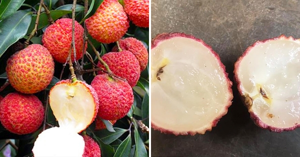 懶人福音！首株「無核荔枝」種植成功　農夫欣喜：吃起來一樣甜