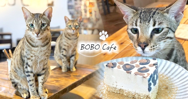 【台北】去了不想回家！隱藏秘點「豹貓咖啡」6美喵店員駐店　連甜點上都有豹紋♡