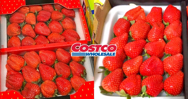 【全台】草莓控要花烘惹！　好市多「新鮮大湖草莓」擺滿整貨架　大size草莓「飽滿又紅潤」價格超佛心！