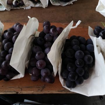 豐丘黑火炭葡萄