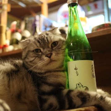 酌屋