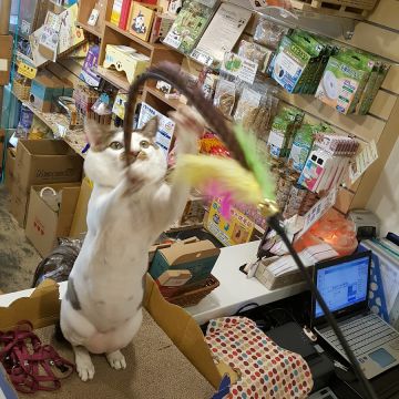 摸摸貓咖啡館 MOMO CAT