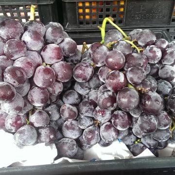 四季逗黑砂糖木瓜牛奶