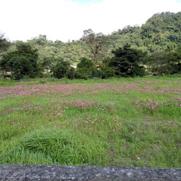 櫻花道藝術咖啡