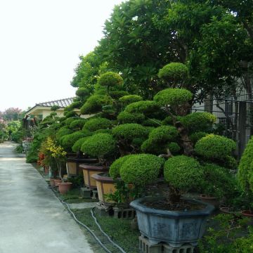 田尾菇王杏鮑菇