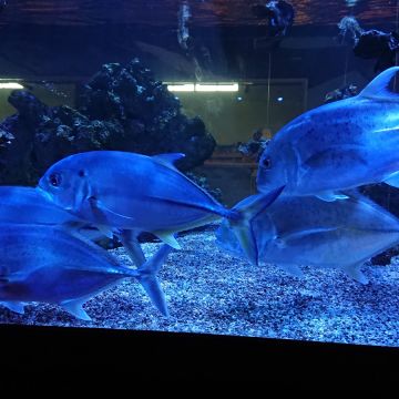 金車生技水產養殖研發中心