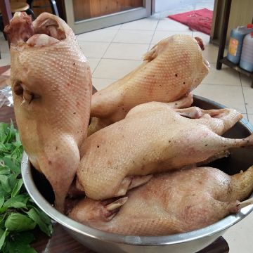 阿爸阿母教ㄟ當歸鴨