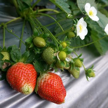 莓圃觀光休閒農園