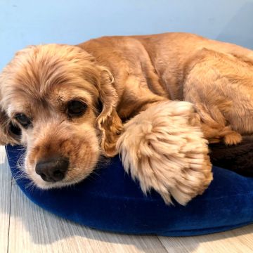 Pincky Mommy手工蛋糕坊