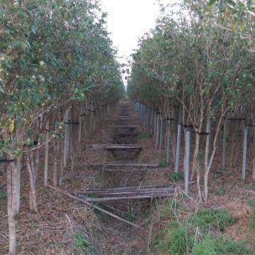 君品長鮮糙米花生糖