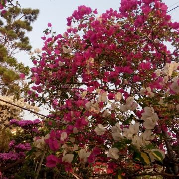 鑽園珠寶主題餐廳