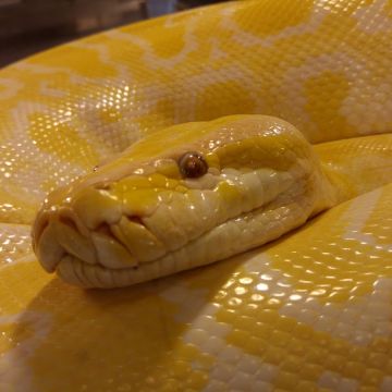 金代山產藥膳坊