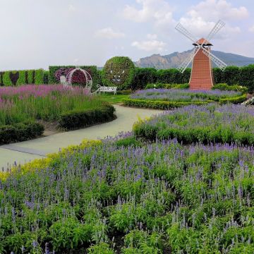 中社花市觀光農園