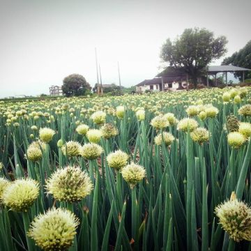 三星上將蔥仔餅