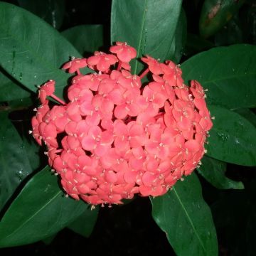 稻香客家米食有限公司