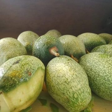 斗南小輝俠手工愛玉