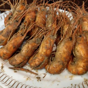 蝦將泰國蝦料理