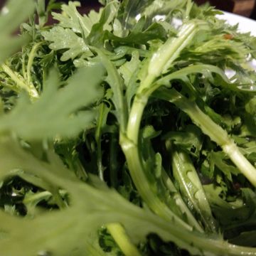 健康一番日式涮涮鍋