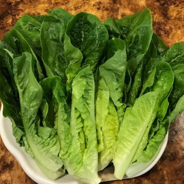 鍋神日式涮涮鍋