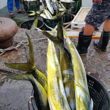 親家母飛虎魚丸