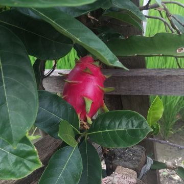 天然青草香豆腐