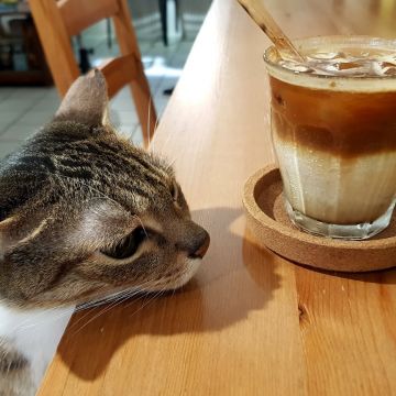 貓門咖啡