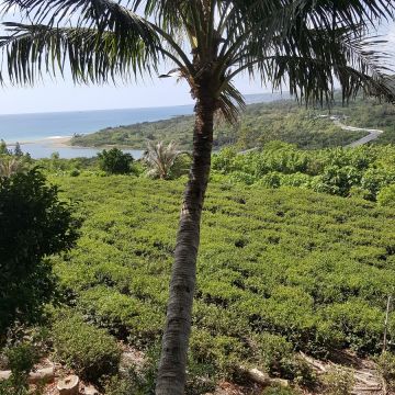 滿茶（苓雅店）