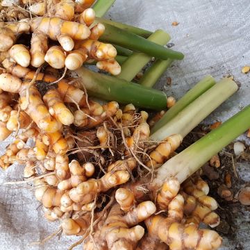 小林三星蔥抓餅