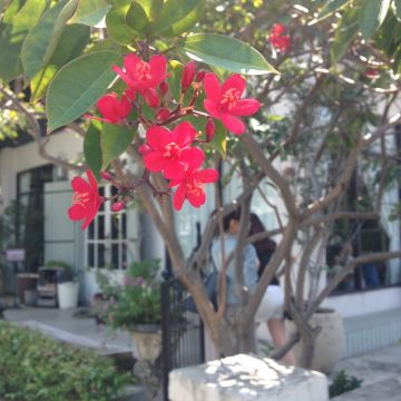 安南的家屋 Maison de Su