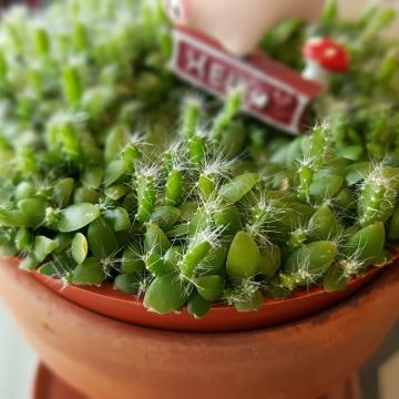 糖村 台中福雅店 SUGAR&SPICE