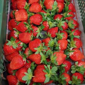 高雄真福記烤鴨莊