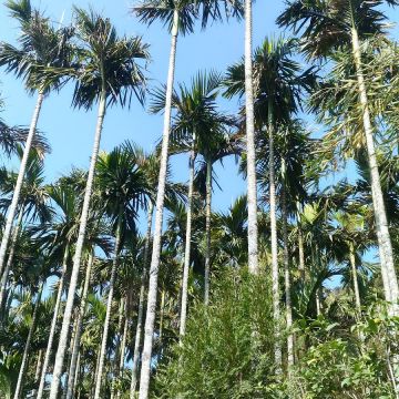 久華山莊客家料理