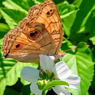 嘉澎碳烤澎湖牡蠣（員山店）