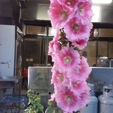 三星極品水餃店