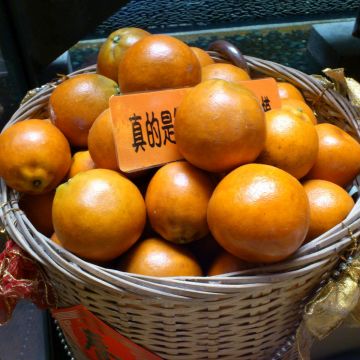 桔緣 香港茶餐廳