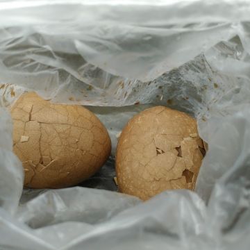 金盆阿嬤的香菇茶葉蛋