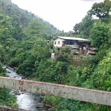 純牙買加藍山咖啡