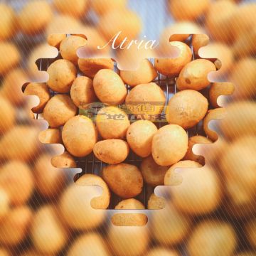 Q伯地瓜球（嘉義西區店）