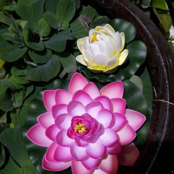 微笑尼克輕蔬食烘焙（西屯店）