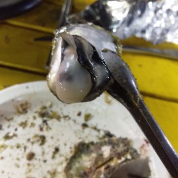 觀景長堤日式燒烤