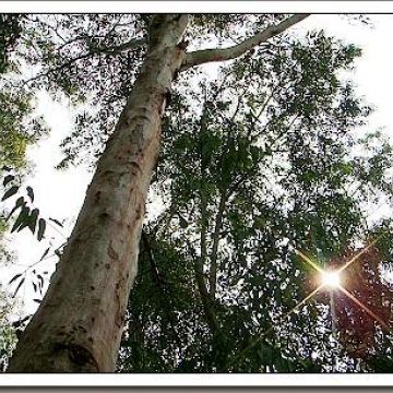 森18．香氣創意料理